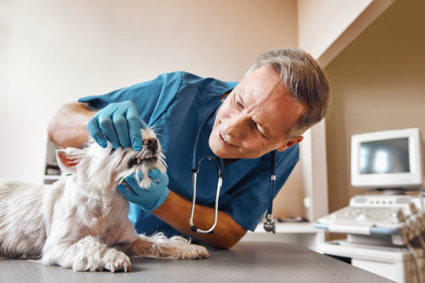 Best Emergency X-Rays and Diagnostics in Greenfield, TN